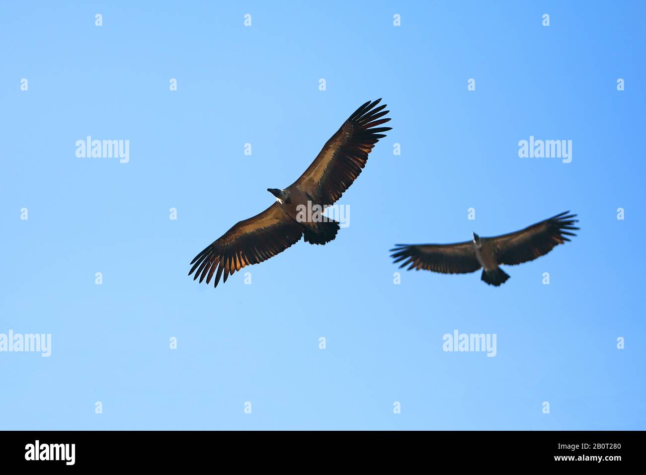 Afrikanischer Wildgeier (Gyps africanus), Flying, Südafrika, Krueger-Nationalpark Stockfoto