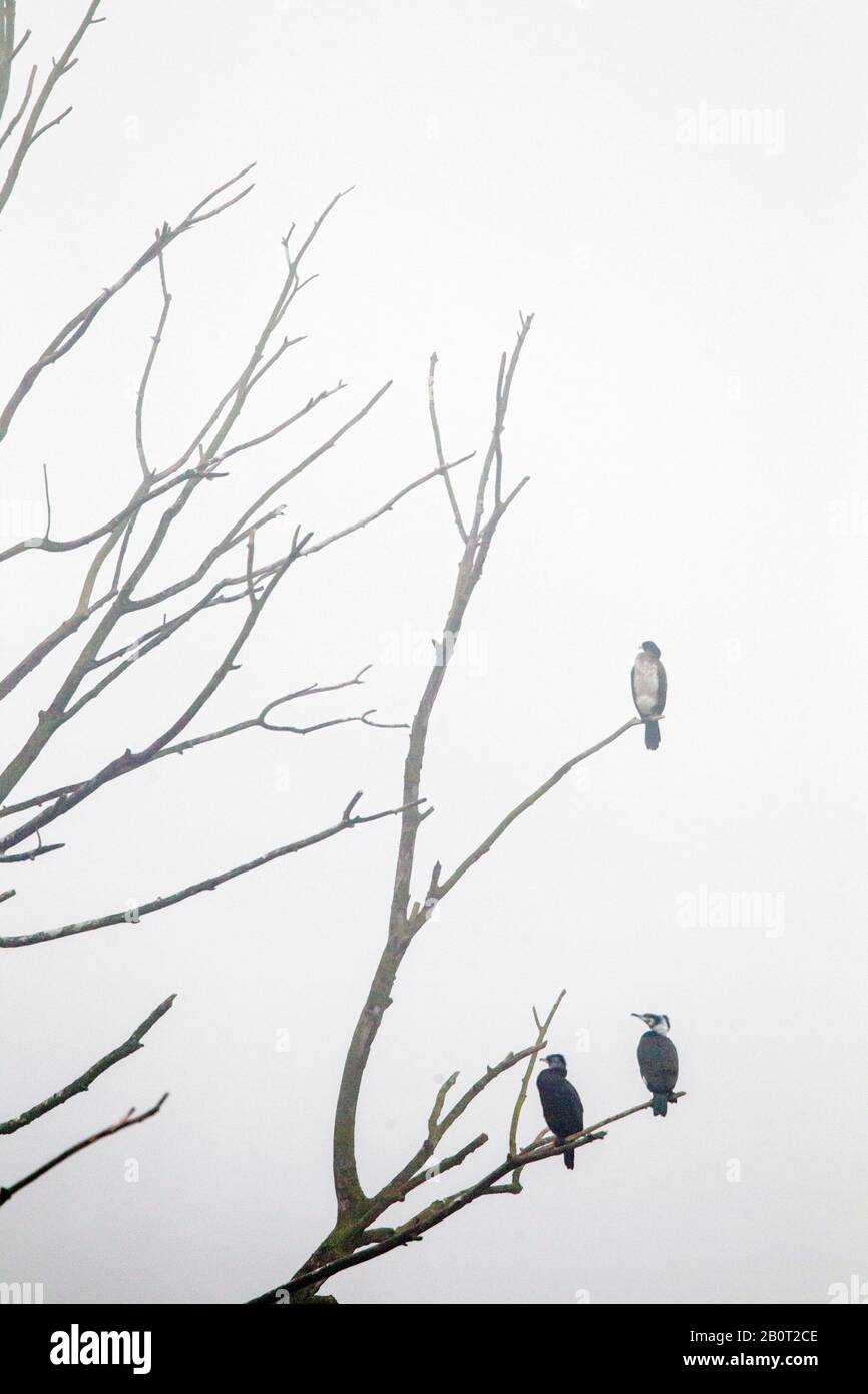 Großer Kormoran (Phalacrocorax carbo), drei große Kormorane perchen an einem toten Baum in Nebel, Niederlande, Noord-Brabant Stockfoto