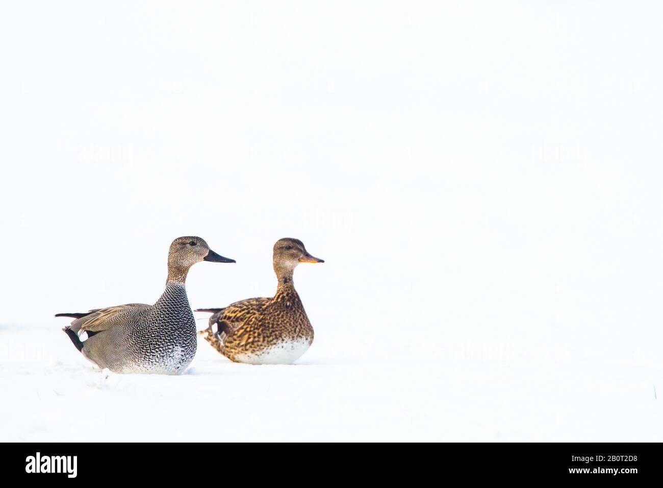 Gadwall (Anas strepera, Mareca strepera), in Snow, Niederlande, Südholland, Wassenaar Stockfoto