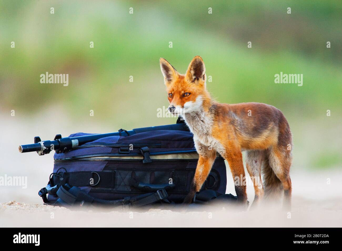 Rotfuchs (Vulpes vulpes), stehend an einer Fototasche, Seitenansicht, Niederlande Stockfoto