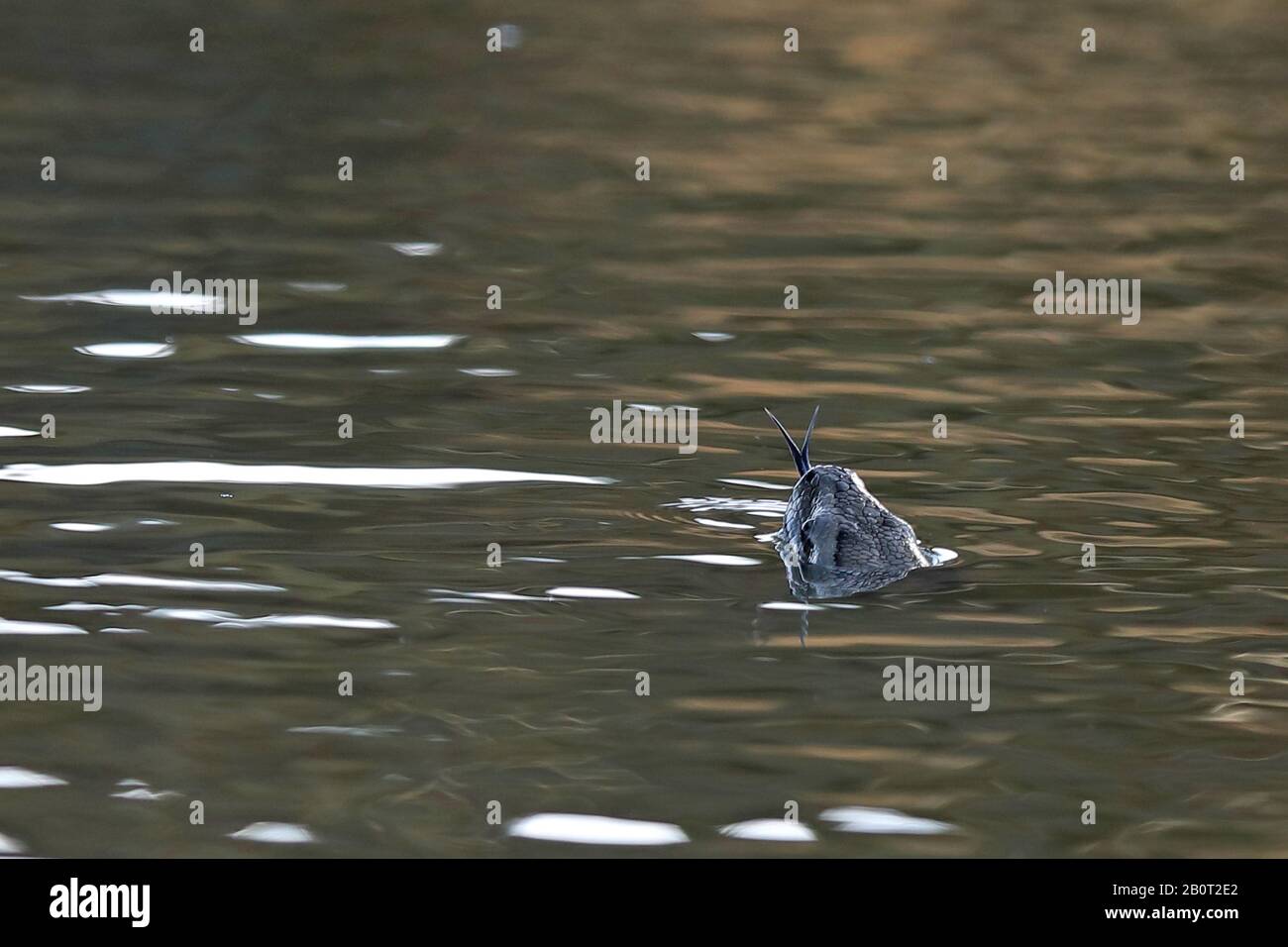 Schwimmpython blickt auf das Wasser und sticht die Zunge heraus, Rückansicht, Südafrika, Kwa Zulu-Natal, Mkhuze Game Reserve Stockfoto