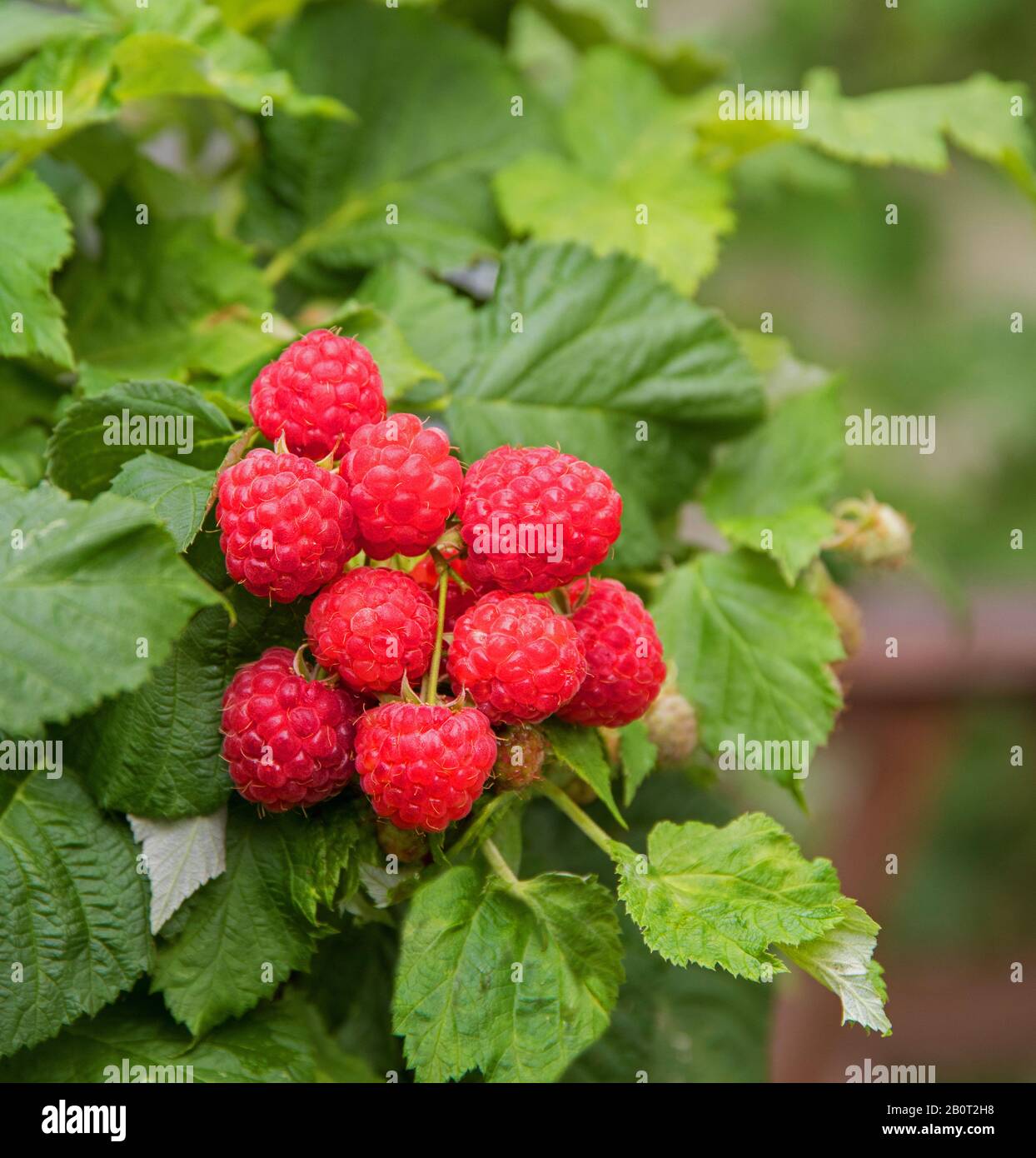 Europäische rote Himbeere (Rubus Idaeus 'Ruby Beauty', Rubus Idaeus Ruby Beauty), Früchte der Kultivarie Ruby Beauty Stockfoto