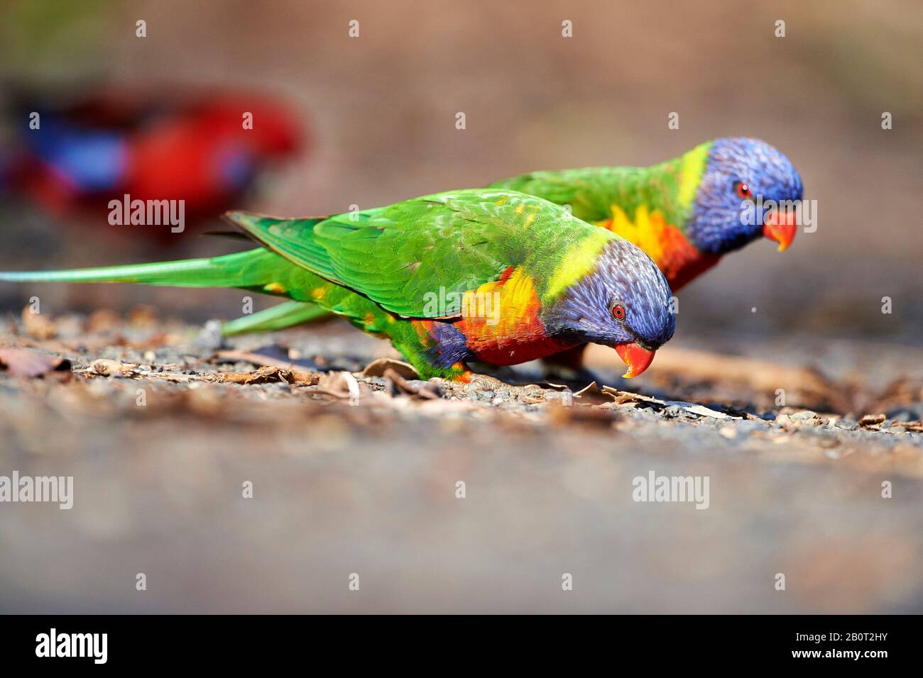 Rainbow lory, Rainbow Lorikeet (Trichoglossus moluccanus, Trichoglossus haematodus moluccanus), zwei Rainbow Lories on the Feed, Australien, Victoria, Pebbly Beach Stockfoto
