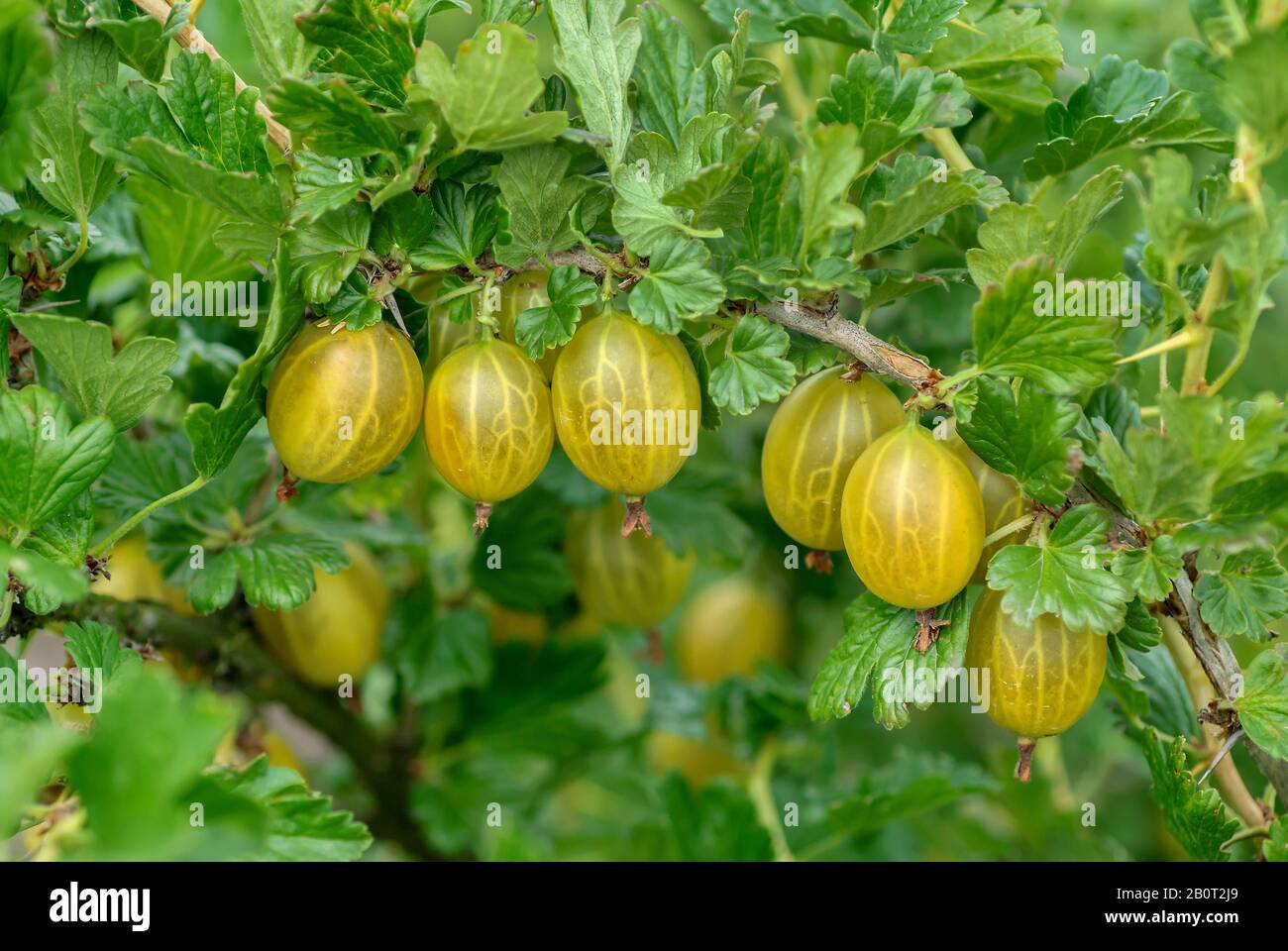 Wildbeere, Europäische Gänselbeere (Ribes uva-crispa 'Gelbe Triumph', Ribes uva-crispa Gelbe Triumph), Cultivar Gelbe Triumph, Deutschland, Sachsen Stockfoto