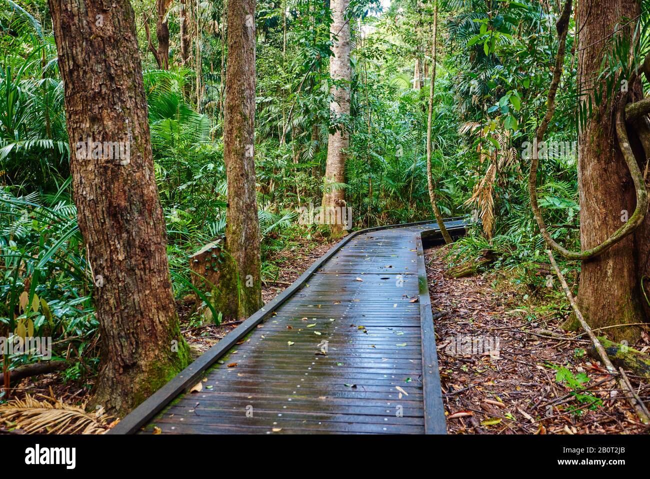 Spazierweg in einem Regenwald, Australien, Queensland, Kuranbda, Jumrum Creek Conservation Park Stockfoto