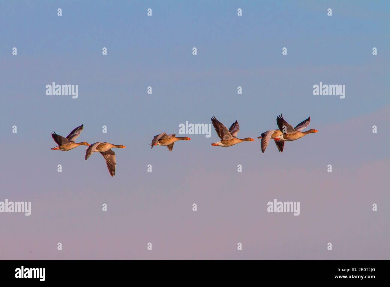 Graylag Gans (Anser Anser), fliegender Troop im Abendlicht, Seitenansicht, Schweiz, Sankt Gallen Stockfoto