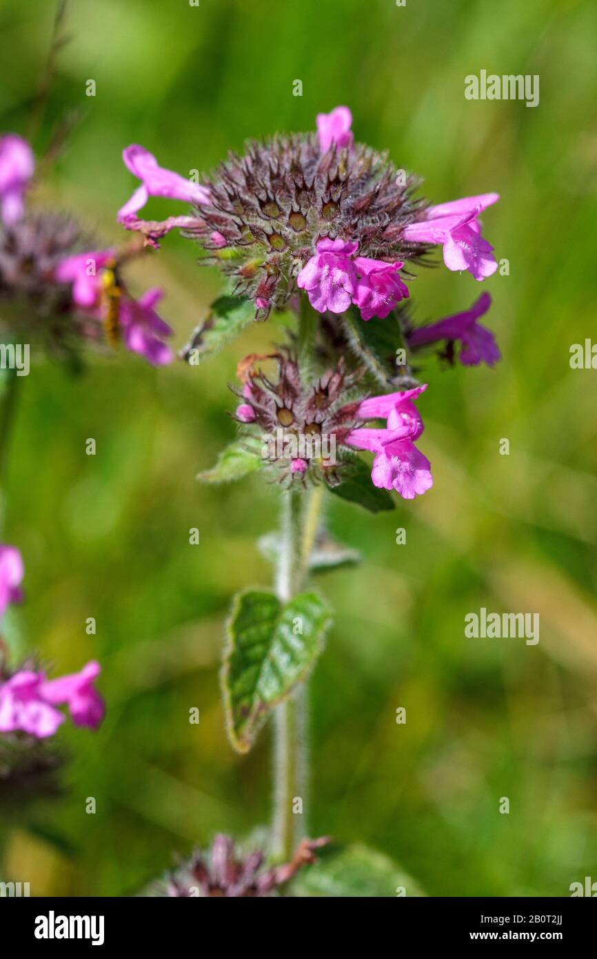 Wildbasil, Feldbasil (Clinopodium vulgare, Calamintha-Klinopodium), Blooming, Deutschland Stockfoto