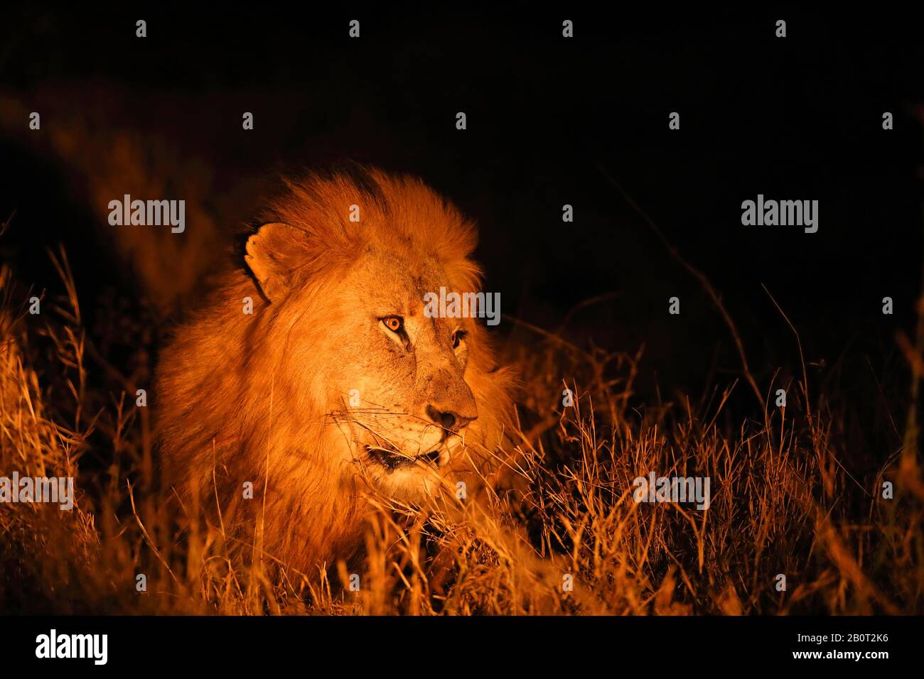 Lion (Panthera leo), männlicher Löwe in der Nacht, Porträt, Südafrika, Zimanga Game Reserve Stockfoto