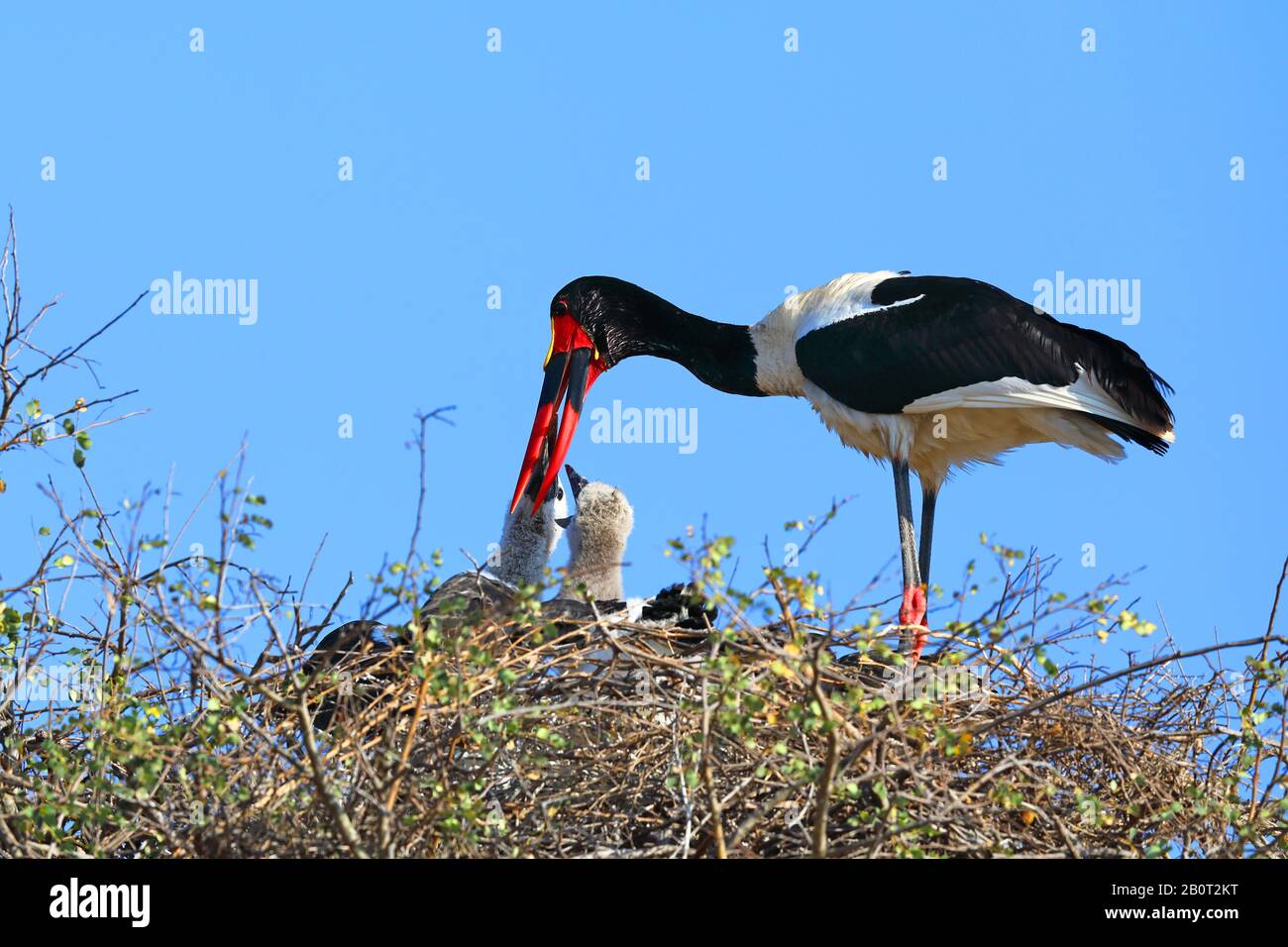 Sattel-bill-Storch (Ephippiorhynchus senegalensis), Fütterung von Küken durch Erwachsene in Nest, Südafrika, Lowveld, Krueger-Nationalpark Stockfoto