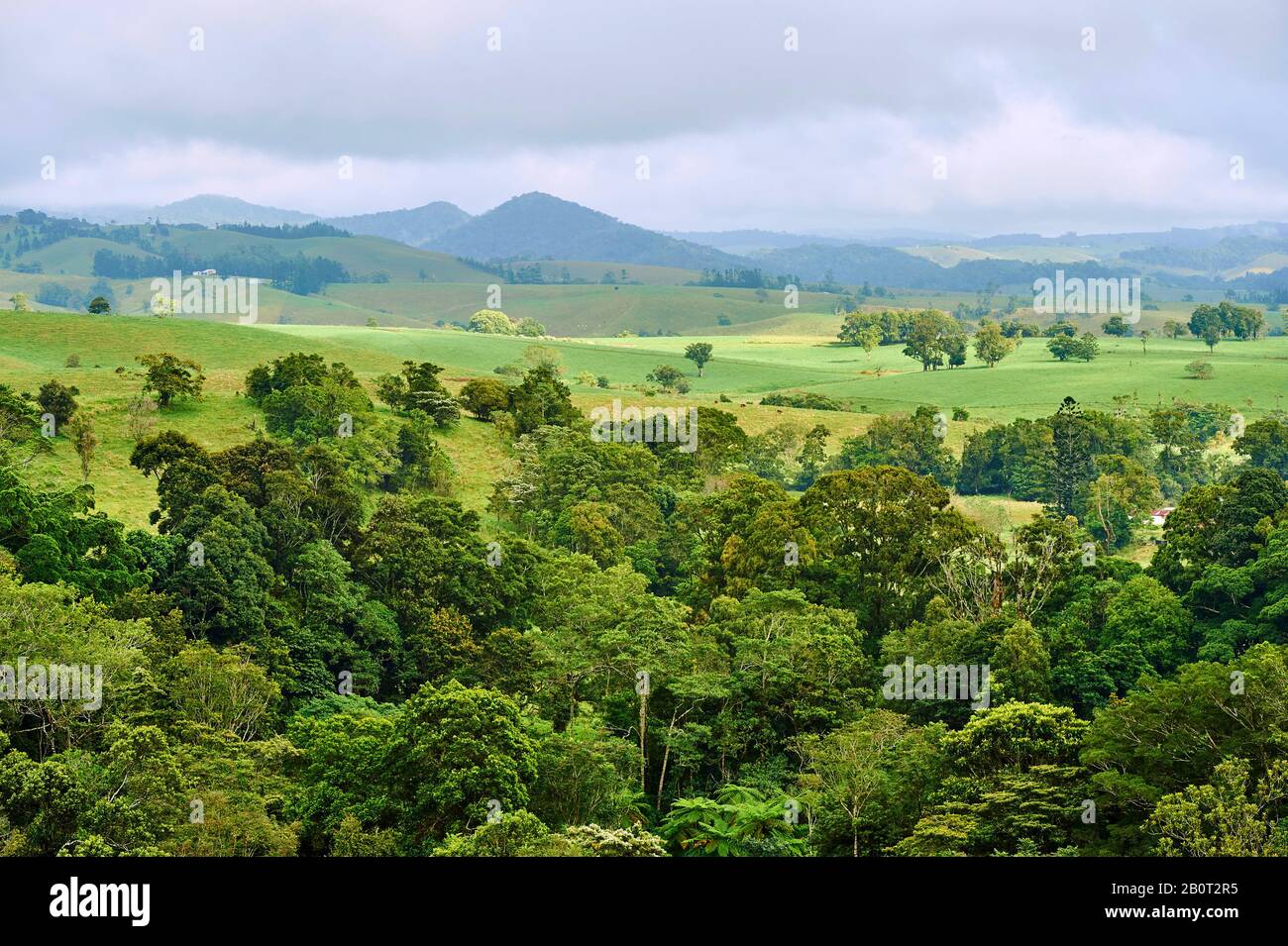 Grasland und Regenwälder im Frühling, Australien, Queensland Stockfoto