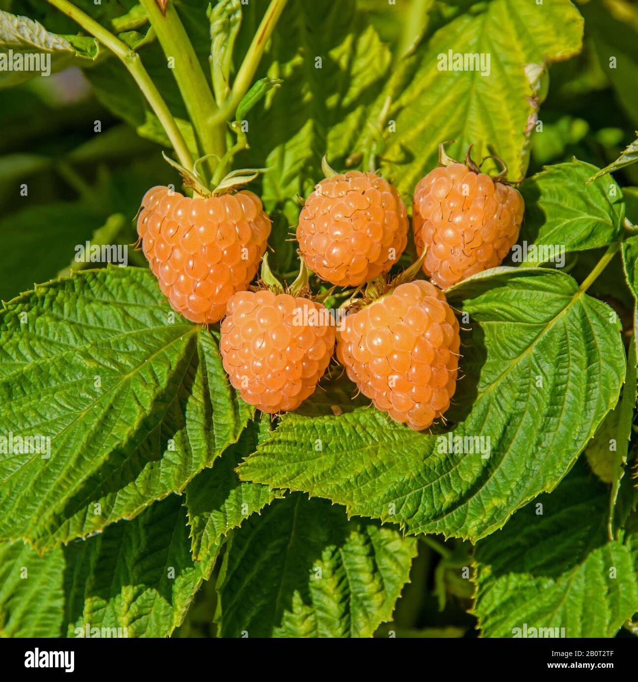 Europäische rote Himbeere (Rubus Idaeus 'Herbstbernstein', Rubus Idaeus Herbstbernstein), Früchte des Kultivars Herbstbernstein Stockfoto