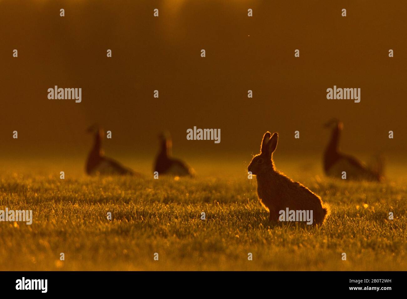 Europäischer Hase, brauner Hase (Lepus europaeus), abends auf einer Wiese sitzend, Gänse im Hintergrund, Niederlande Stockfoto