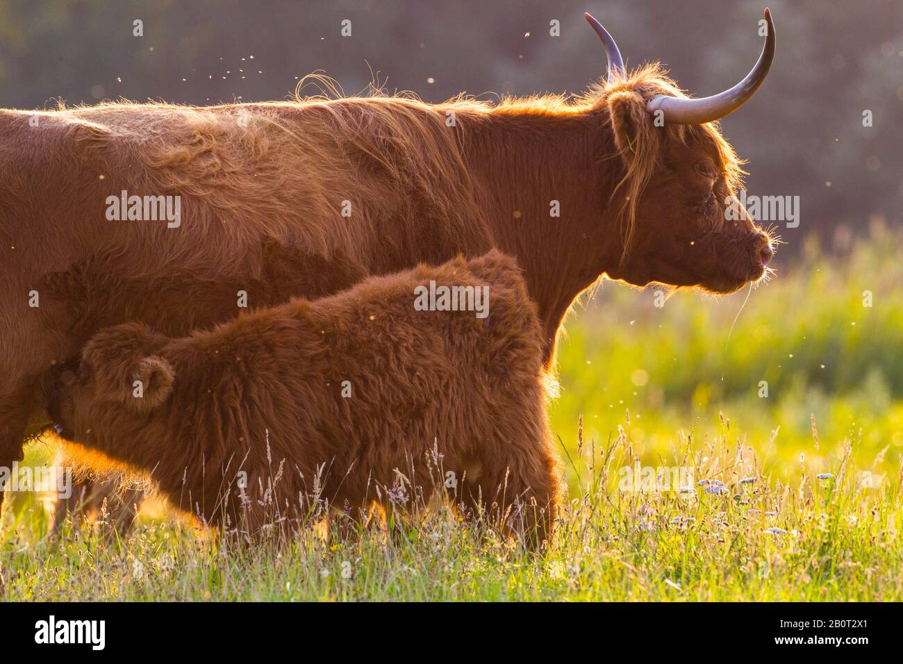 Scottish Highland Cattle, Kyloe, Highland Cow, Heelan coo (Bos primigenius f. Taurus), Mutterkälber, Niederlande, Südholland, Berkheide Stockfoto