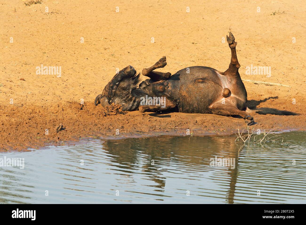 Blaues wildebeest, brindeltes gnu, weißbärtige Wildebeest (Connochaetes taurinus), männliches Schweißen an einem Wasserplatz, Südafrika, Kwa Zulu-Natal, Mkhuze Game Reserve Stockfoto