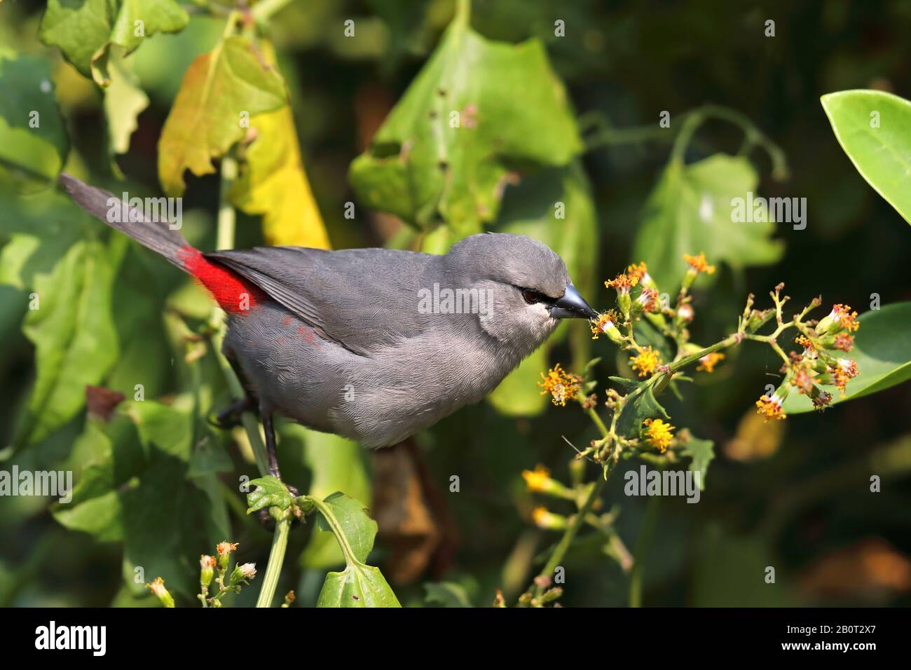 Graues Wachsfigurenkabinett, Schwarzwedel (Estrilda perreini), auf der Suche nach Lebensmitteln, Südafrika, Kwa Zulu-Natal, iSimangaliso National Park Stockfoto