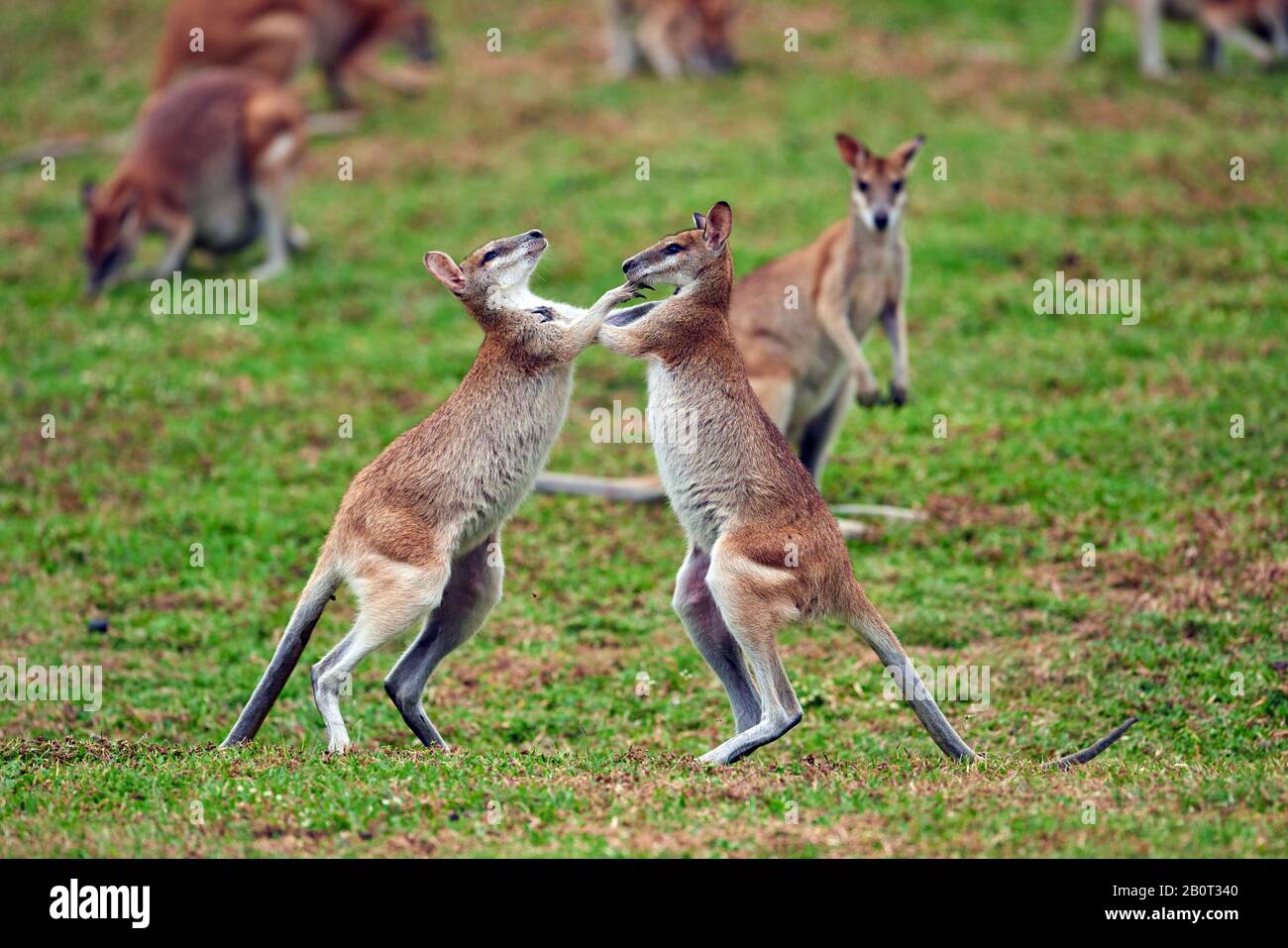 Agile wallaby, sandige wallaby (Macropus agilis, Wallabia agilis), auf einer Wiese, Australien, Queensland kämpfend Stockfoto