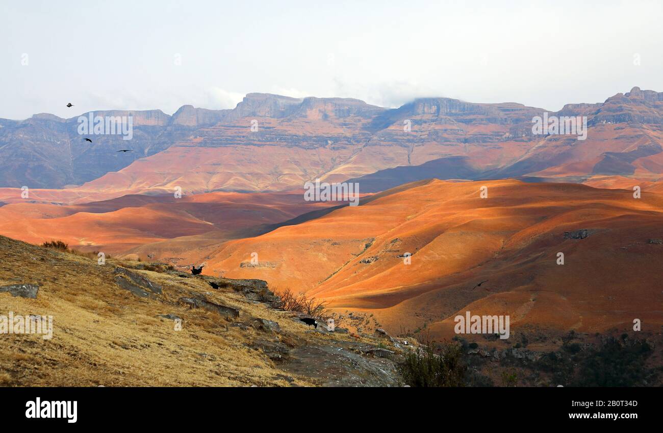 Blick von Giants Castle Vulture Hide auf die Drakensberge, Südafrika, Giants Castle Game Reserve Stockfoto