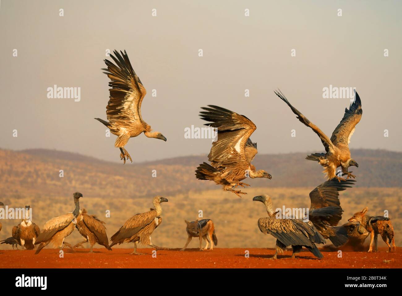 Afrikanischer Wildgeier mit weißer Rückendeckung (Gyps africanus), Landung am Fütterungsplatz, Südafrika, Kwa Zulu-Natal, Zimanga Game Reserve Stockfoto