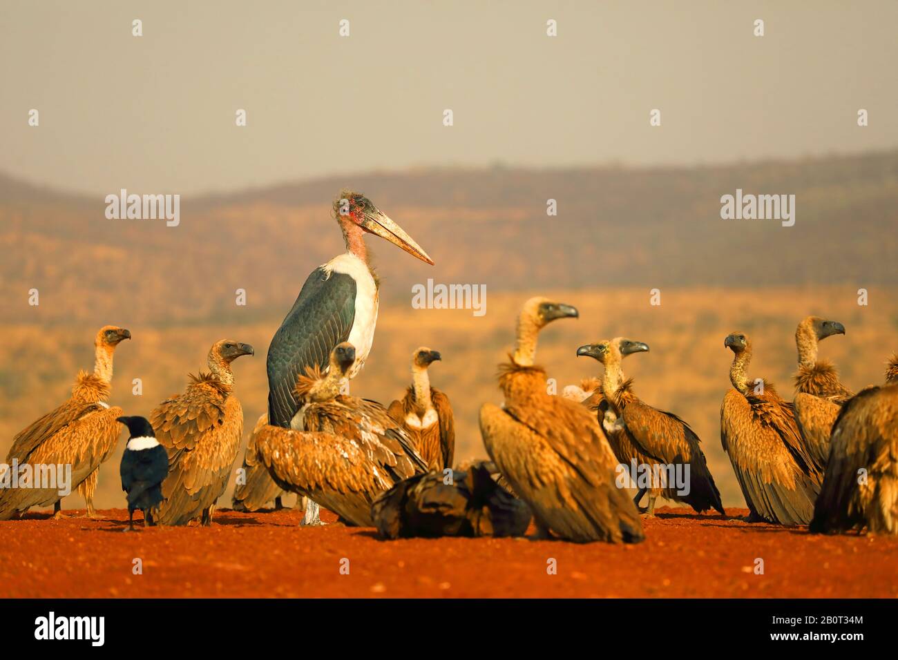 Marabou Stork (Leptoptilos crumeniferus), im juvenilen Gefieders an der Fütterstelle mit weißgepufften Geiern, Südafrika, Kwa Zulu-Natal, Zimanga Game Reserve Stockfoto