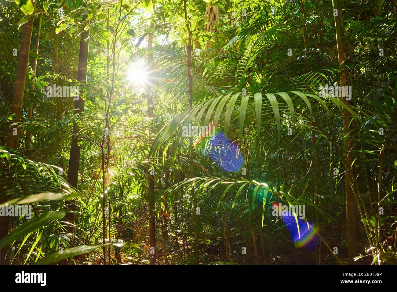 Archontophoenix (Archontophoenix cunninghamiana), Sonnenstrahlen in einem tropischen Regenwald mit leichten Refelxen, Australien, Queensland, Mary Cairncross Scenic Reserve Stockfoto