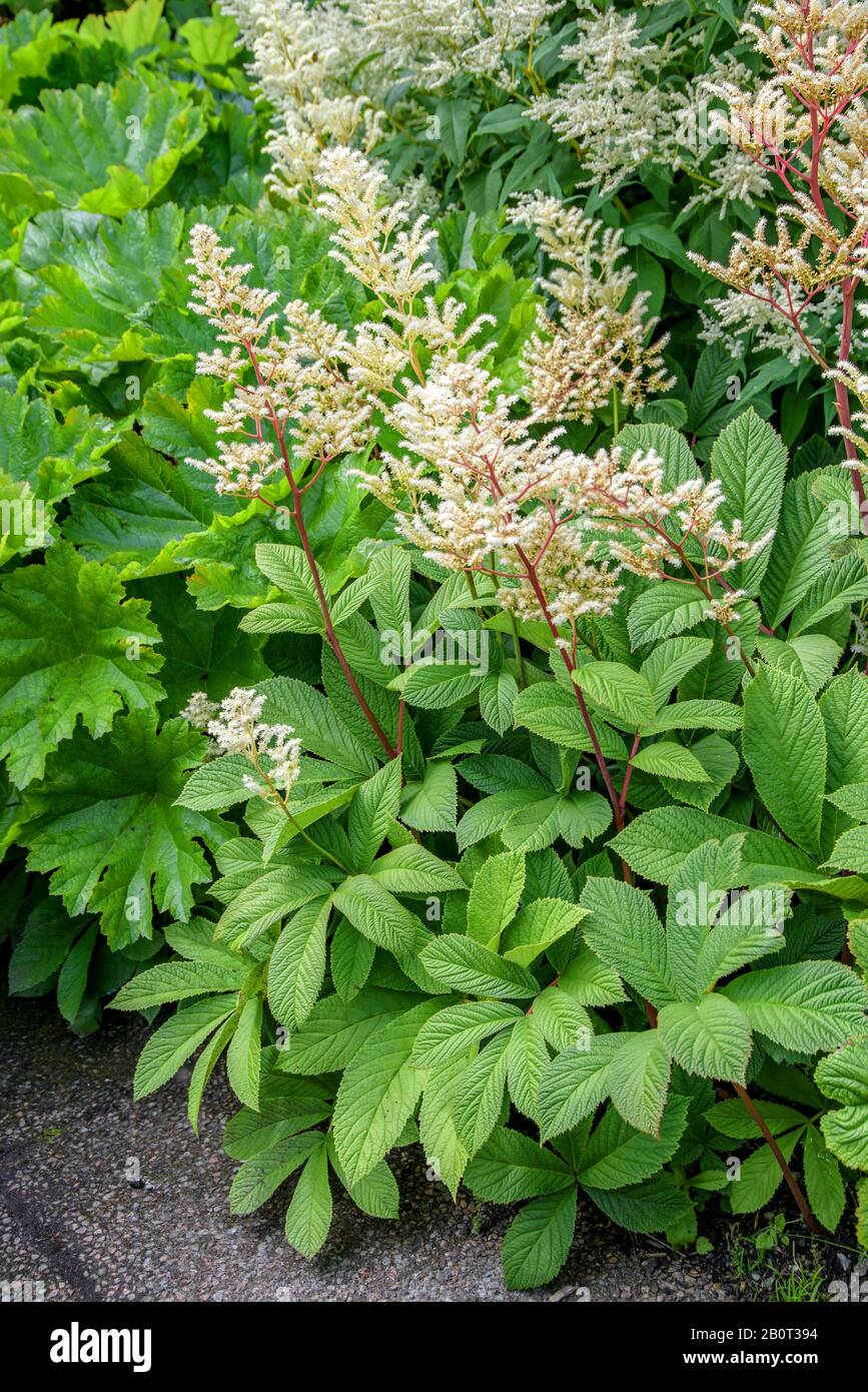 Elderberry rodgersia (Rodgersia sambucifolia), Blooming, Schweden, Skane laen Stockfoto