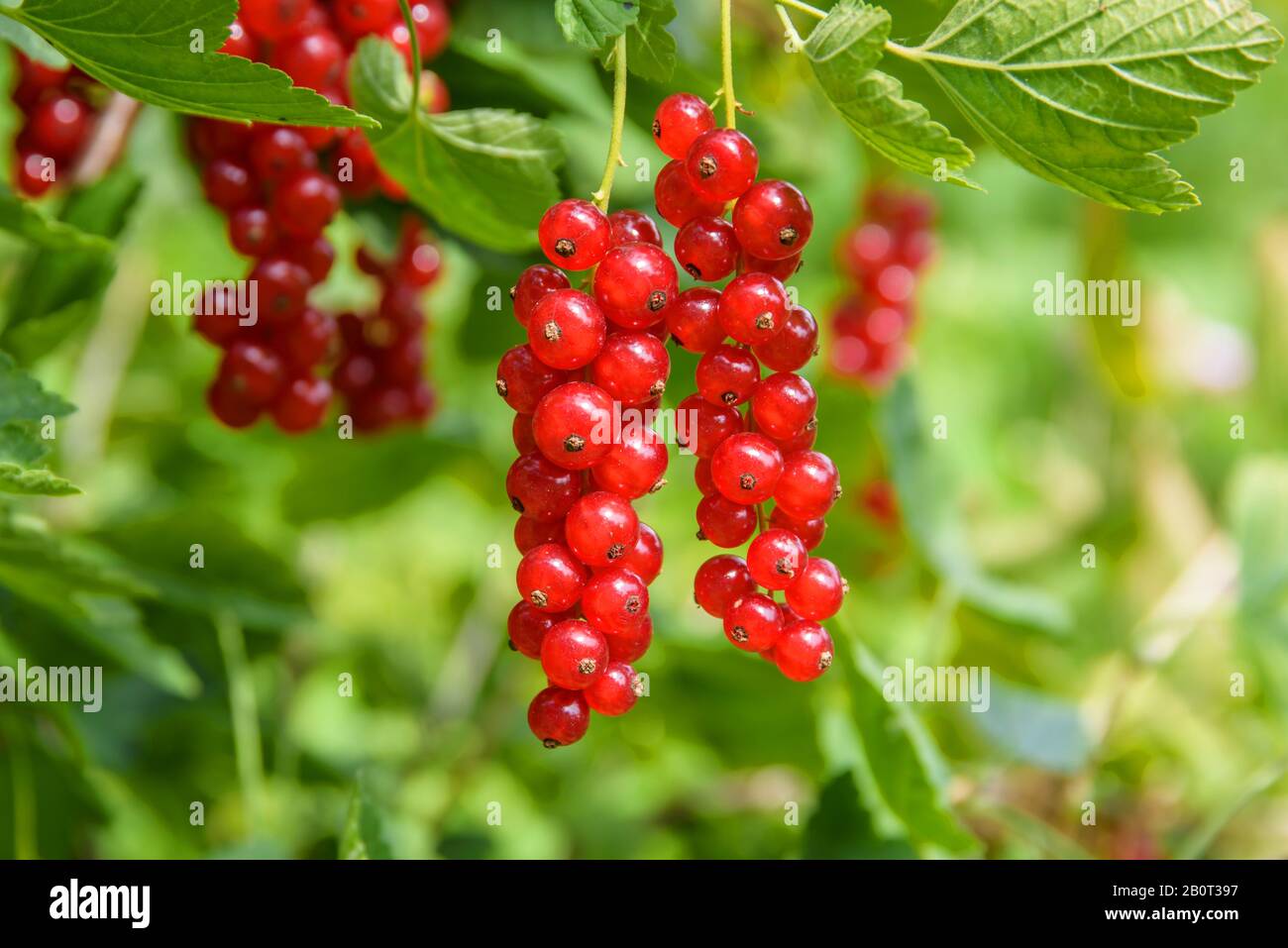 Der nördliche rote Lockenstab (Ribes rubrum 'Heinemann's Rote Spaetlese', Ribes rubrum Heinemanns Rote Spaetlese), kultiviert die Rote Spaetlese von Heinemann Stockfoto