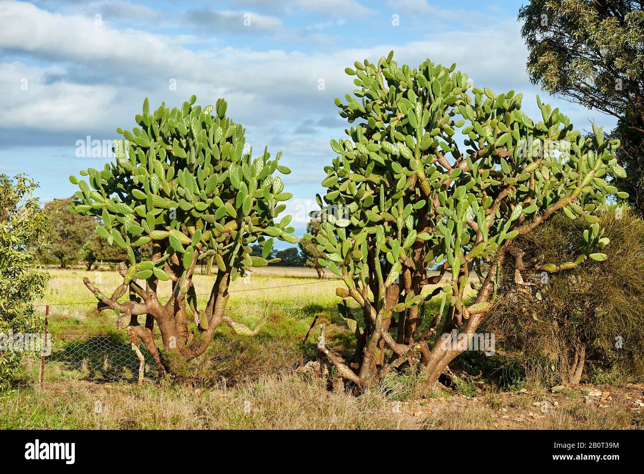 Indische Feige, Kakteenbirne (Opuntia ficus-indica, Opuntia ficus-barbarica), zwei indische Feigen, Australien, Queensland Stockfoto