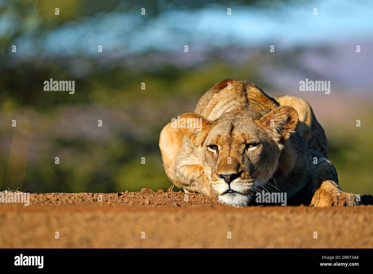 Lion (Panthera leo), Löwin liegt auf einem Weg, Vorderansicht, Südafrika, Kwa Zulu-Natal, Zimanga Game Reserve Stockfoto