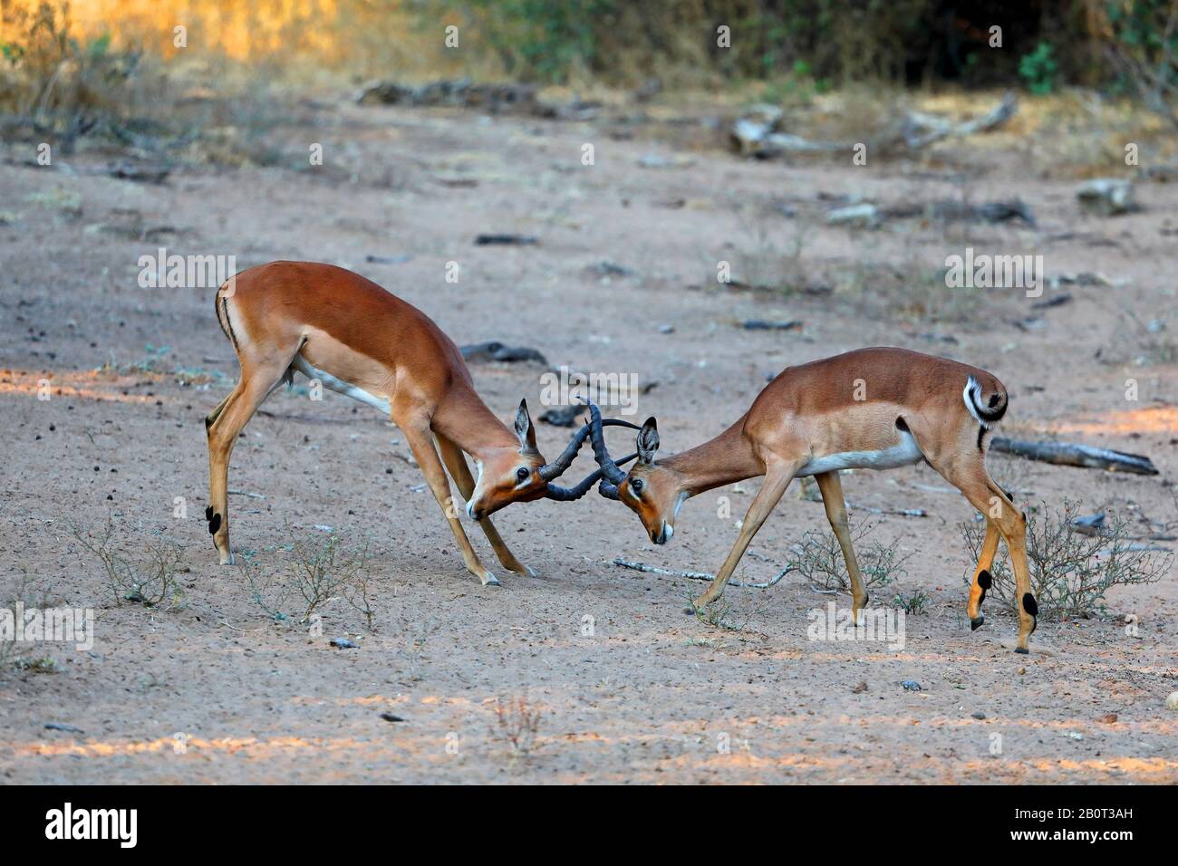 Impala (Aepyceros melampus), zwei kämpfende Männer, Seitenansicht, Südafrika, Kwa Zulu-Natal, Mkhuze Game Reserve Stockfoto