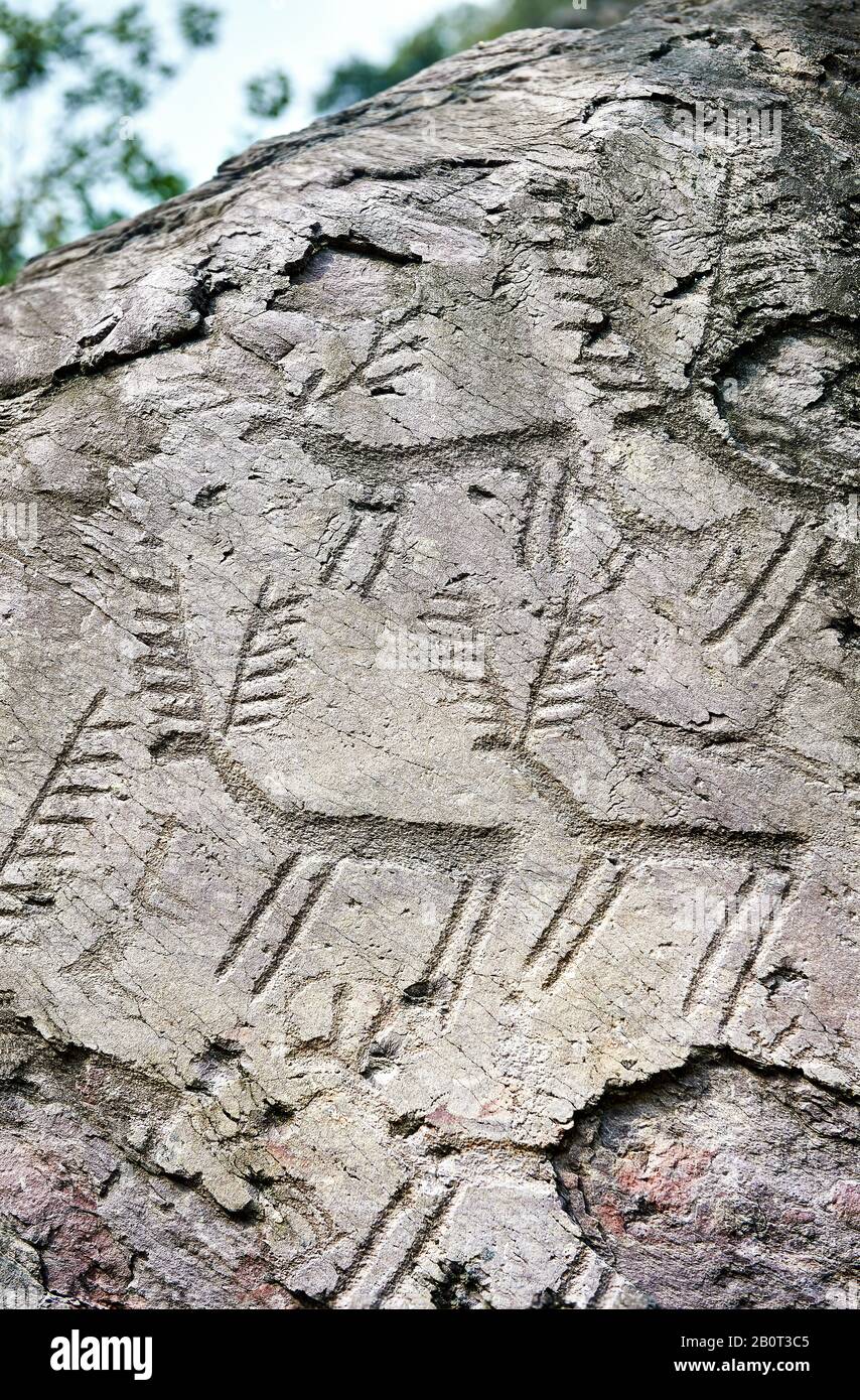 Prähistorische Petroglyphen, Felsschnitzereien, von Rehen in einer uralten Schnupperkuppe, die von den alten Camuni-Menschen in der Kupferzeit um die 3. Mille gehauen wurde Stockfoto