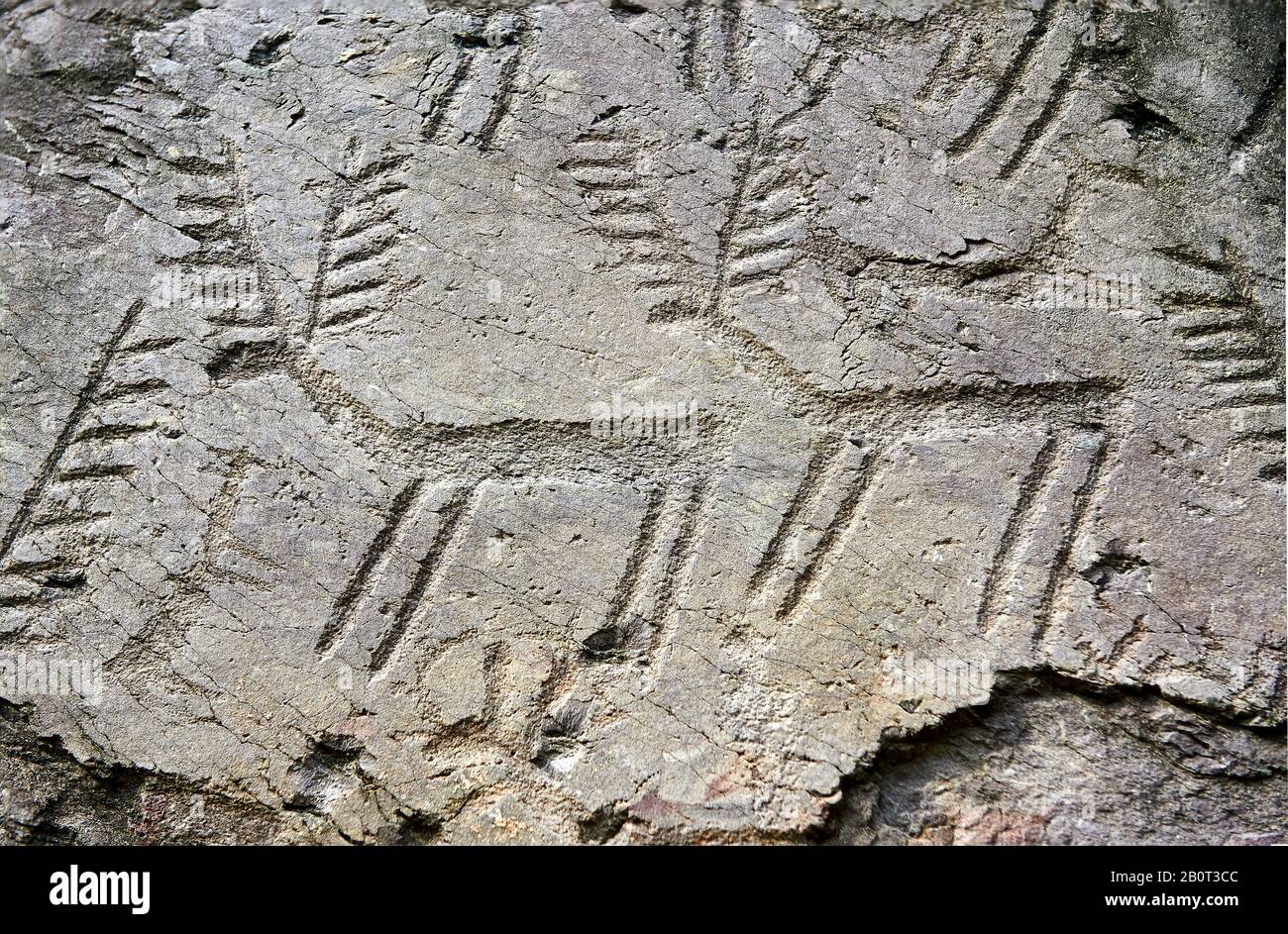 Prähistorische Petroglyphen, Felsschnitzereien, von Rehen in einer uralten Schnupperkuppe, die von den alten Camuni-Menschen in der Kupferzeit um die 3. Mille gehauen wurde Stockfoto