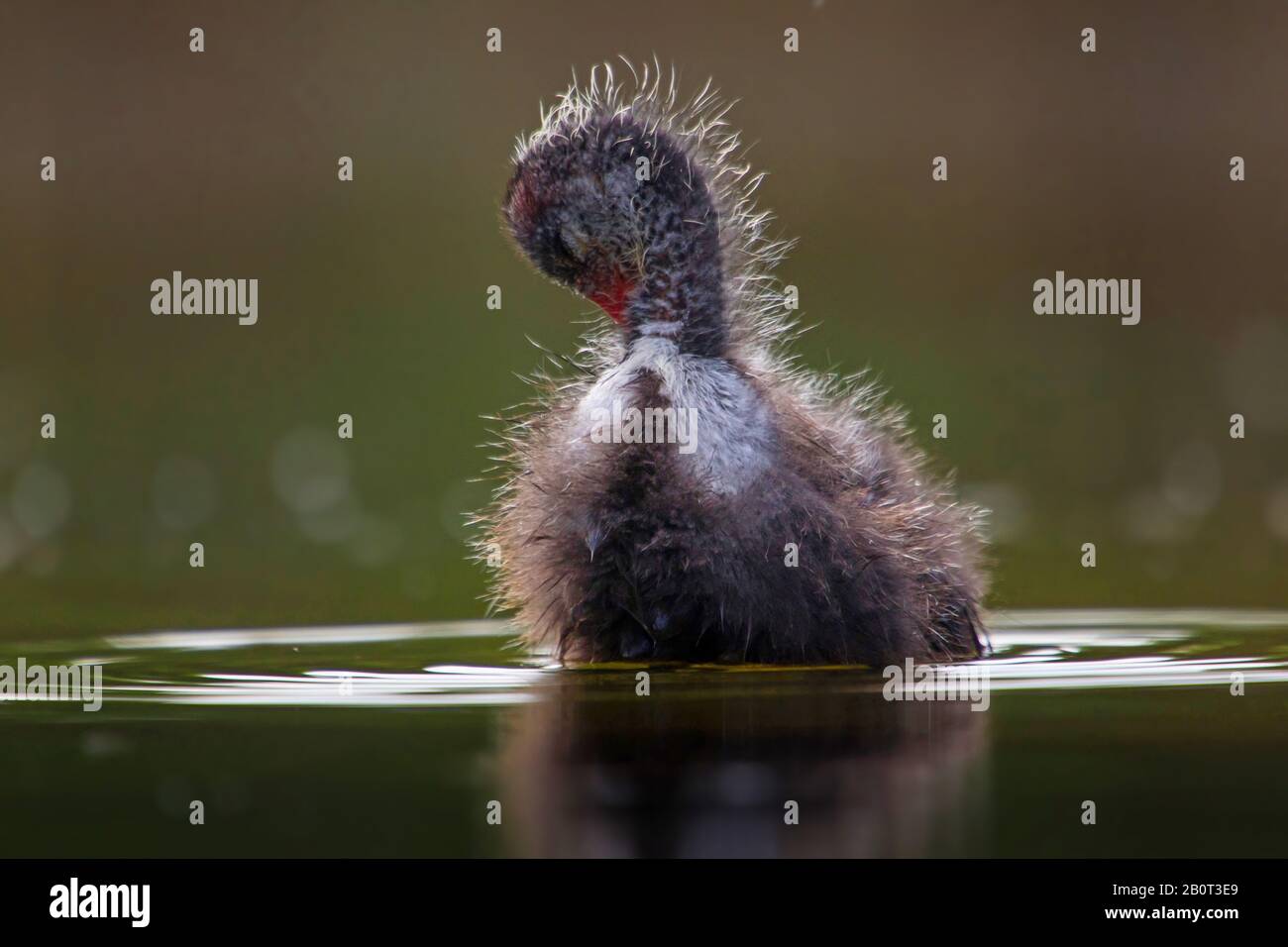 Black Coot (Fulica atra), Jungvogel, der sein Gefieders im Flachwasser durchsticht, Vorderansicht, Schweiz Stockfoto