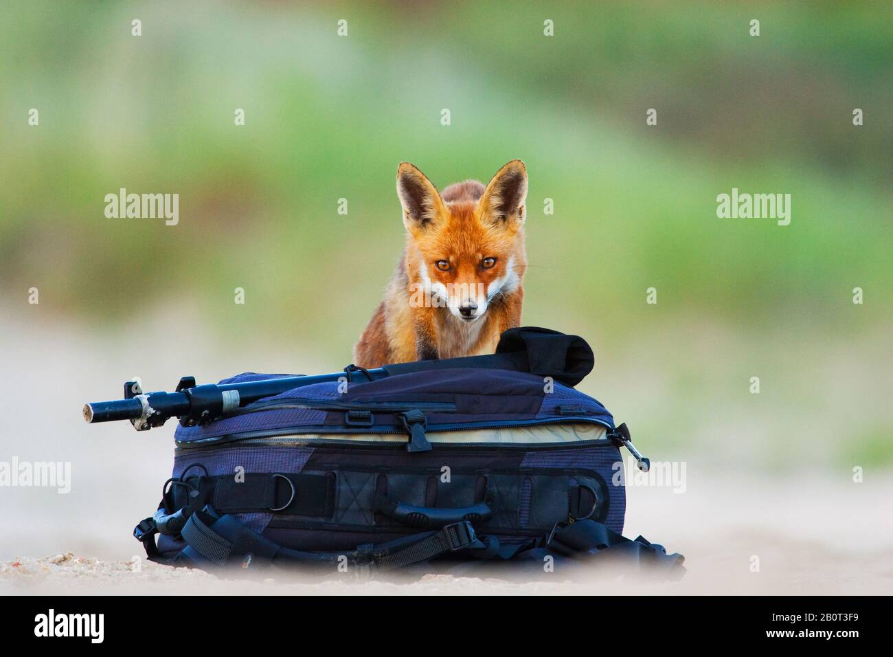 Rotfuchs (Vulpes vulpes), hinter einer Fototasche, Vorderansicht, Niederlande Stockfoto