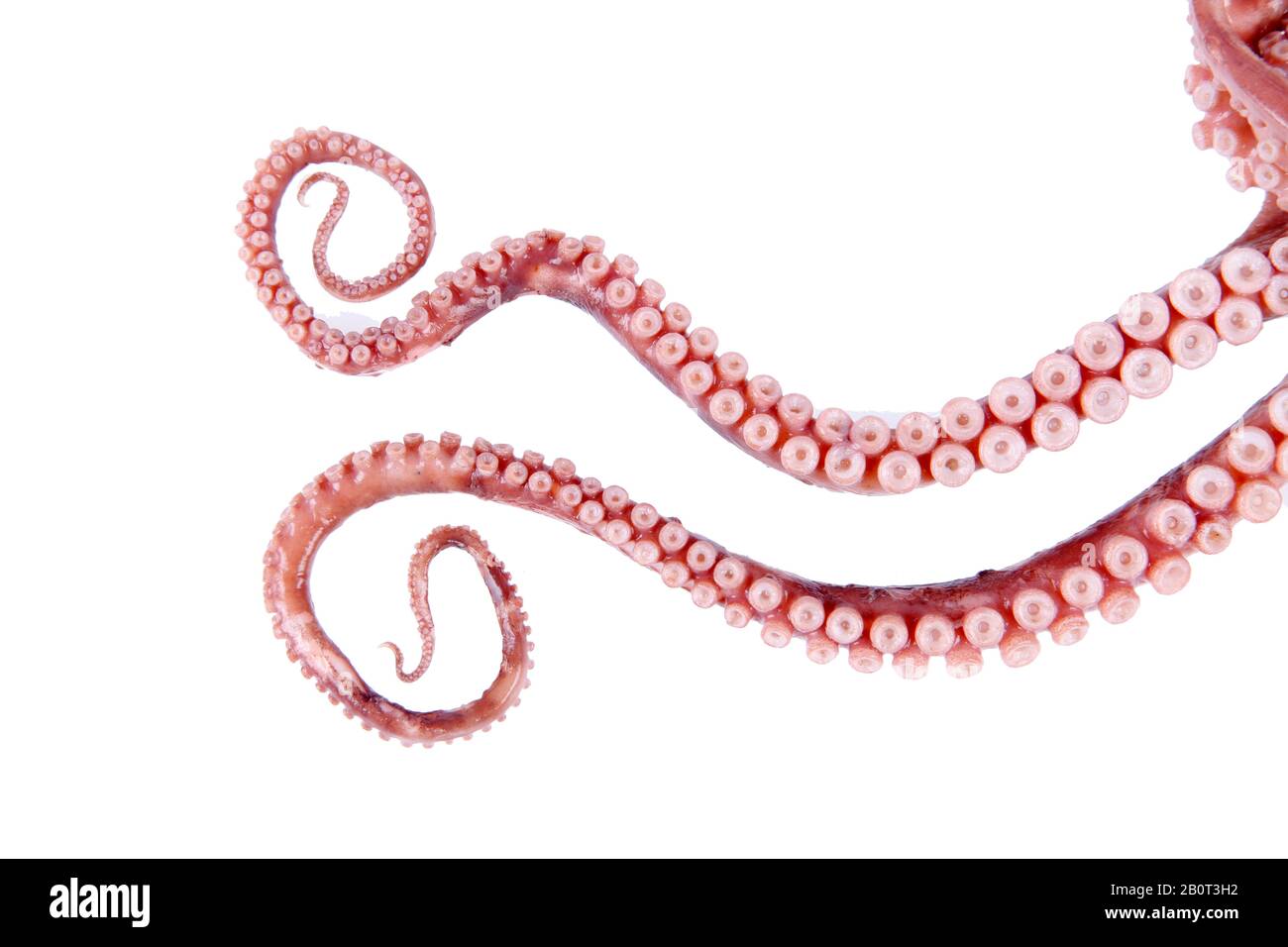 Tintenfische Tentakel, Nahaufnahme Stockfoto