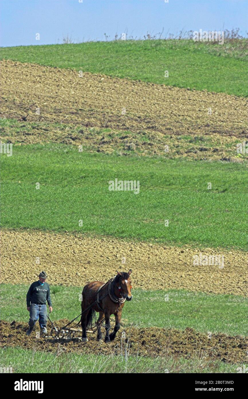 Hauspferd (Equus przewalskii f. caballus), Pflügen mit Pferd, Polen Stockfoto