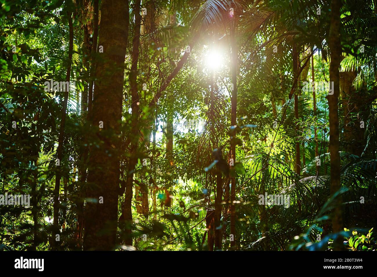 Sonnenschein im tropischen Regenwald, Australien, Queensland, Cairncross Scenic Reserve Stockfoto
