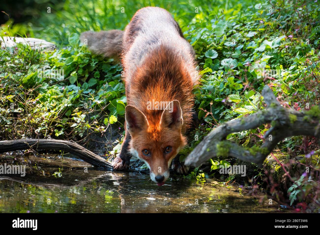 Rotfuchs (Vulpes vulpes), trinkt an einem Bach in Wald, Schweiz, Sankt Gallen Stockfoto