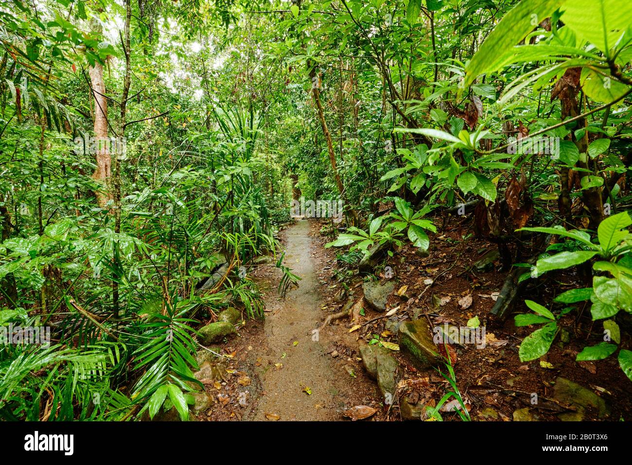 Pfad durch den tropischen Regenwald bei den Zillie Falls, Australien, Queensland Stockfoto