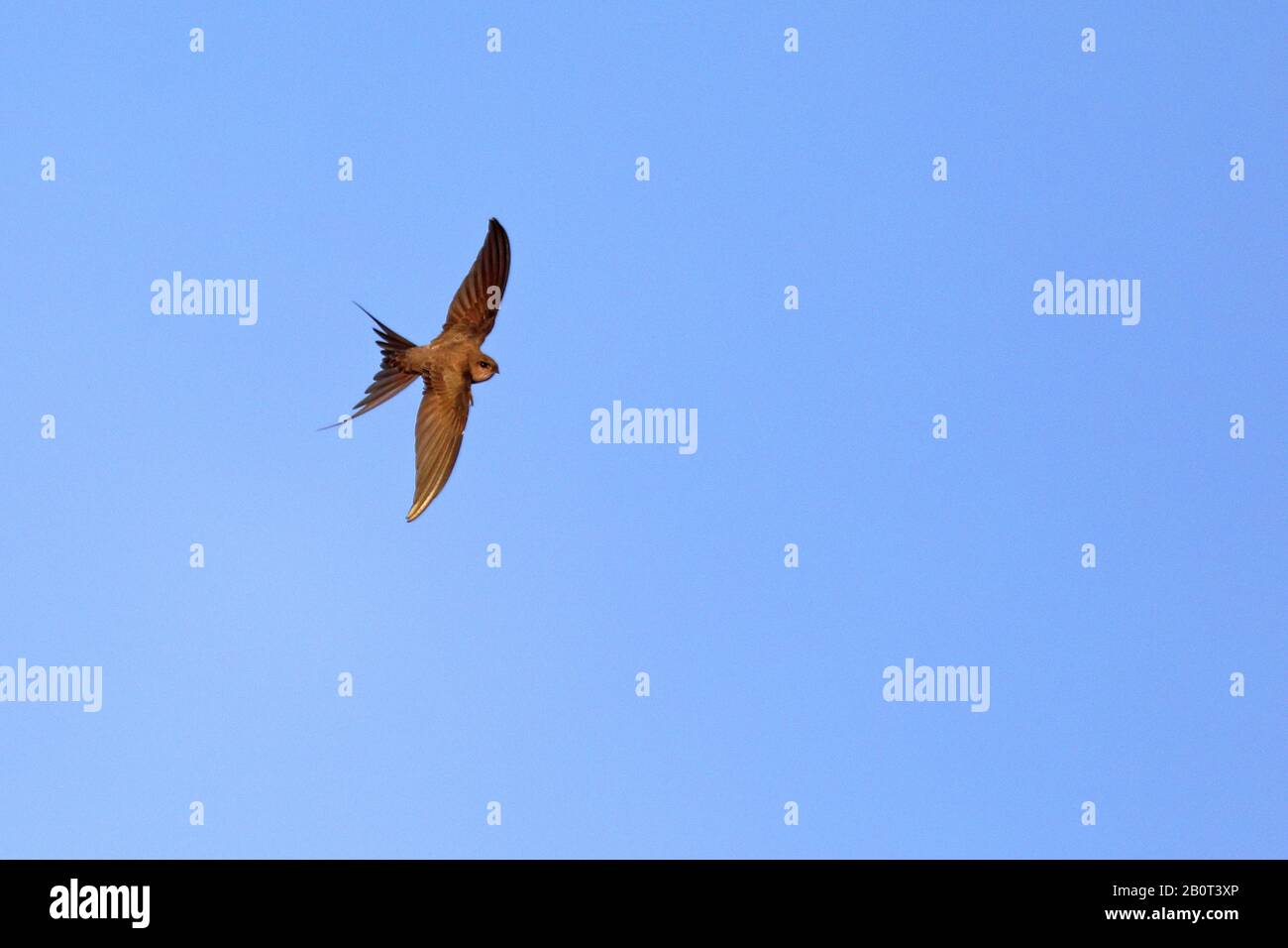 Afrikanischer Palmenwischtier (Cypsiurus parvus), im Flug, Südafrika, Krueger-Nationalpark Stockfoto