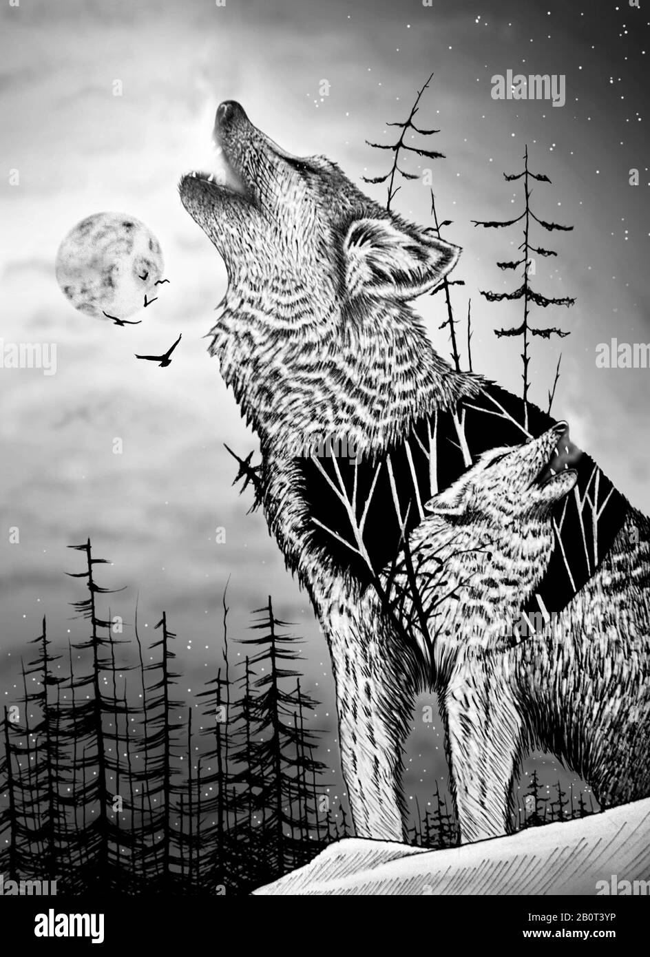 Schöne Wölfe. Von der Hand gezeichnete Illustrationen von Tieren. Naturzeichnung der Tierwelt. Stockfoto
