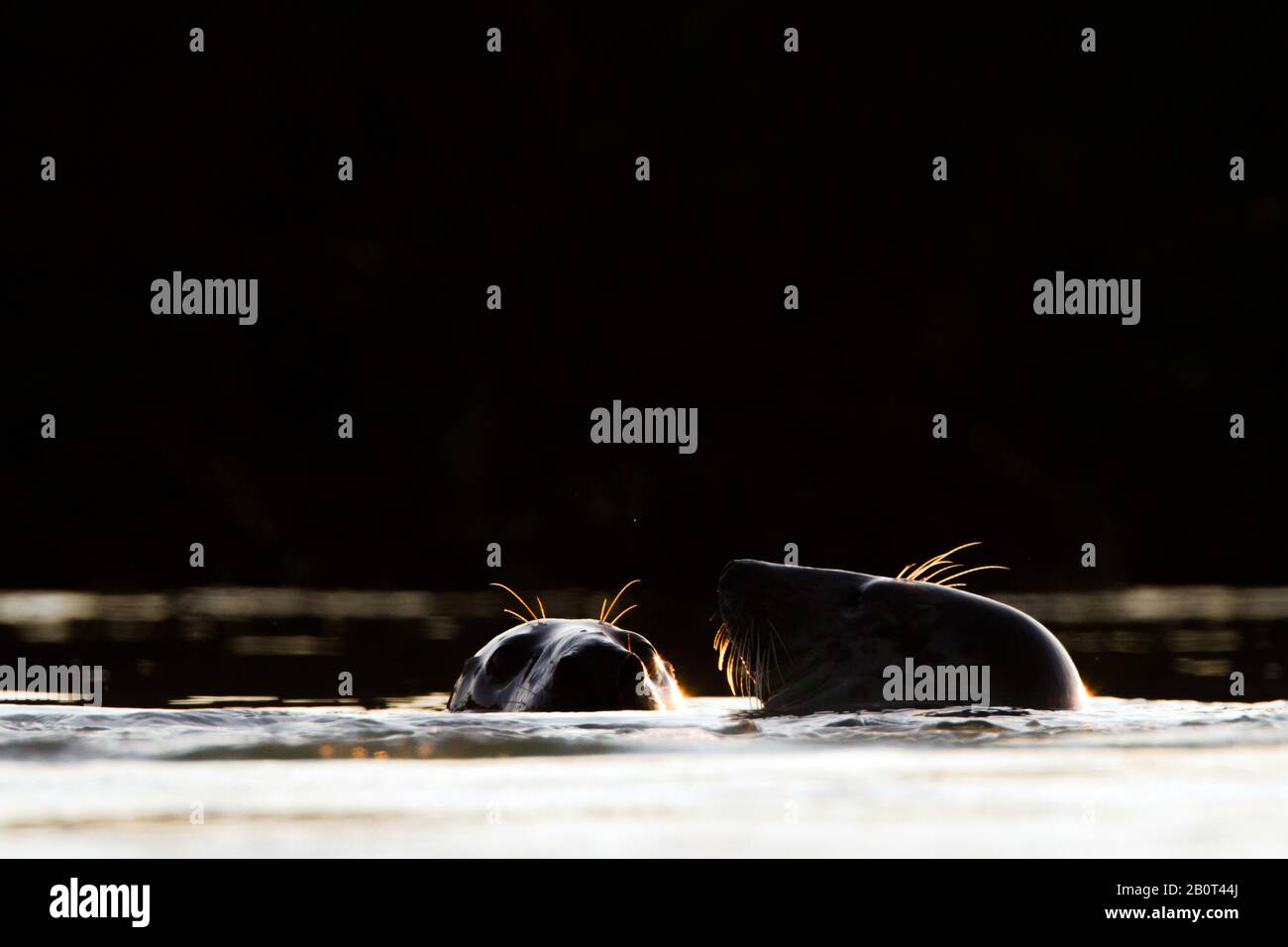 Graue Dichtung (Halichoerus grypus), Paar bei Sonnenuntergang im Wasser, Porträt, Niederlande, Zeeland Stockfoto