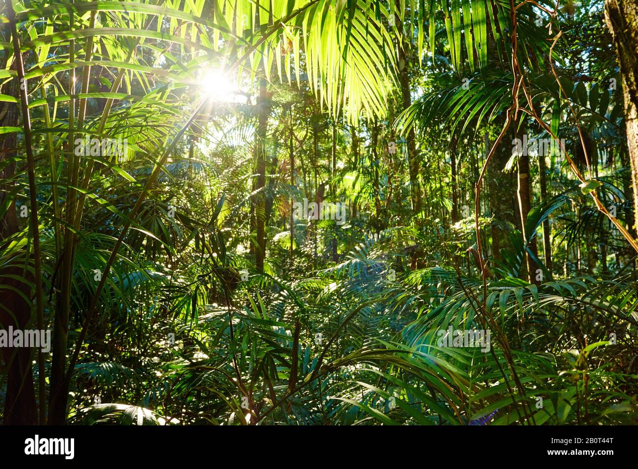 Archontophoenix (Archontophoenix cunninghamiana), Sonnenstrahlen in einem tropischen Regenwald, Australien, Queensland, Mary Cairncross Scenic Reserve Stockfoto