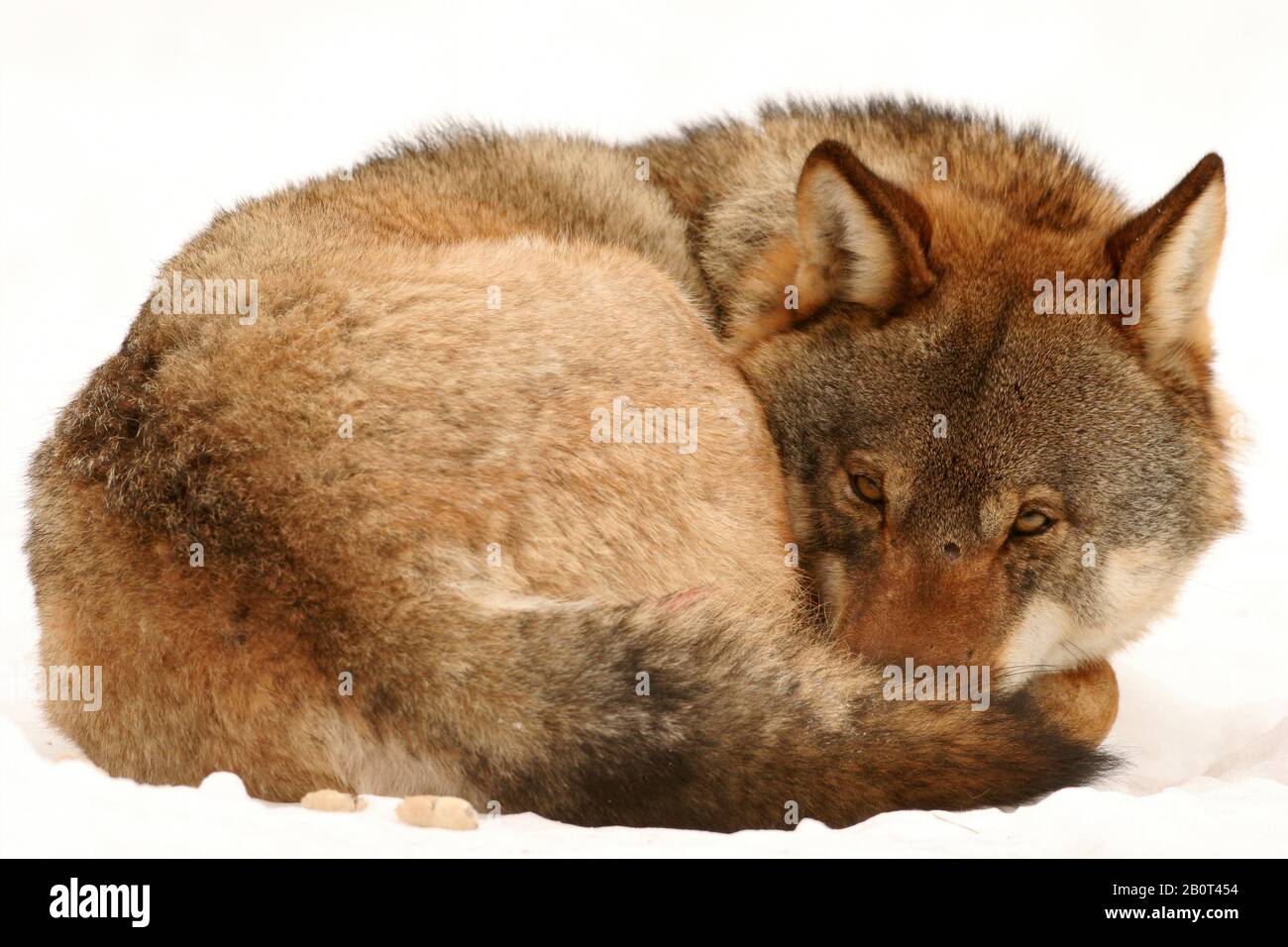 Europäischer grauer Wolf (Canis lupus lupus), im Schnee aufgerollt, Polen, Nationalpark Bialowieza Stockfoto