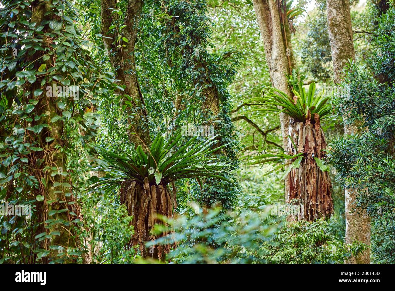 Vogelnest Farn (Asplenium australasicum), epiphytisch im Lamington National Park, Australien, Queensland, Lamington National Park Stockfoto