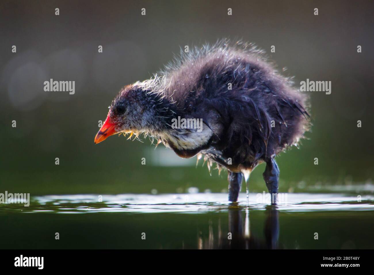 Black Coot (Fulica atra), Jungvogel, der sein Gefieders im Flachwasser durchsticht, Seitenansicht, Schweiz Stockfoto