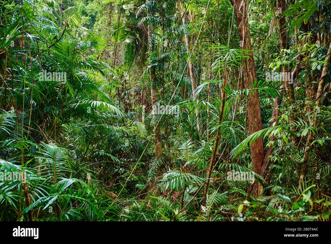 Archontophoenix (Archontophoenix cunninghamiana), in einem tropischen Regenwald, Australien, Queensland, Jumrum Creek Conservation Park, Kuranbda Stockfoto