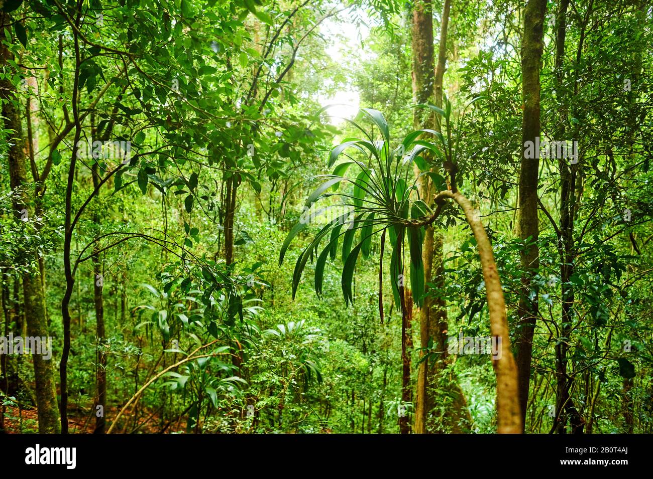 Pfad in einem Regenwald, Australien, Queensland, Lamington National Park Stockfoto