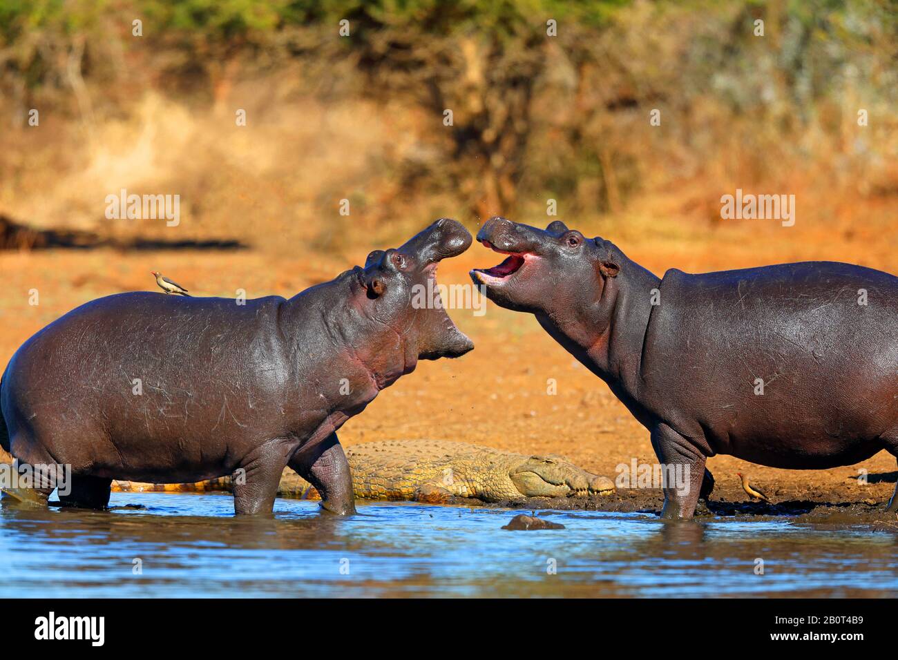 Hippopotamus, Flusspferd, gemeiner Hippopotamus (Hippopotamus amphibius), zwei widersprüchliche Flusspferde im Flachwasser, Krokodil am Ufer, Südafrika, Lowveld, Krueger-Nationalpark, Sunset Dam Stockfoto