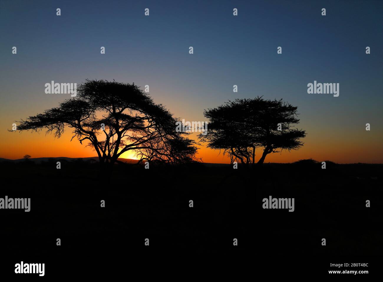 Savanne bei Sonnenuntergang, Südafrika, Kwa Zulu-Natal, Zimanga Game Reserve Stockfoto