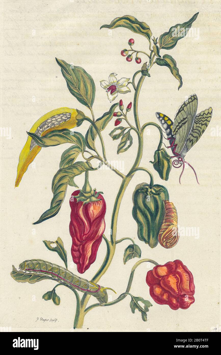 Pfefferpflanze und Schmetterling aus Metamorphosis insectorum Surinamensium (Surinam-Insekten) ein handfarbenes Buch aus dem 18. Jahrhundert von Maria Sibilla Merian Pub Stockfoto